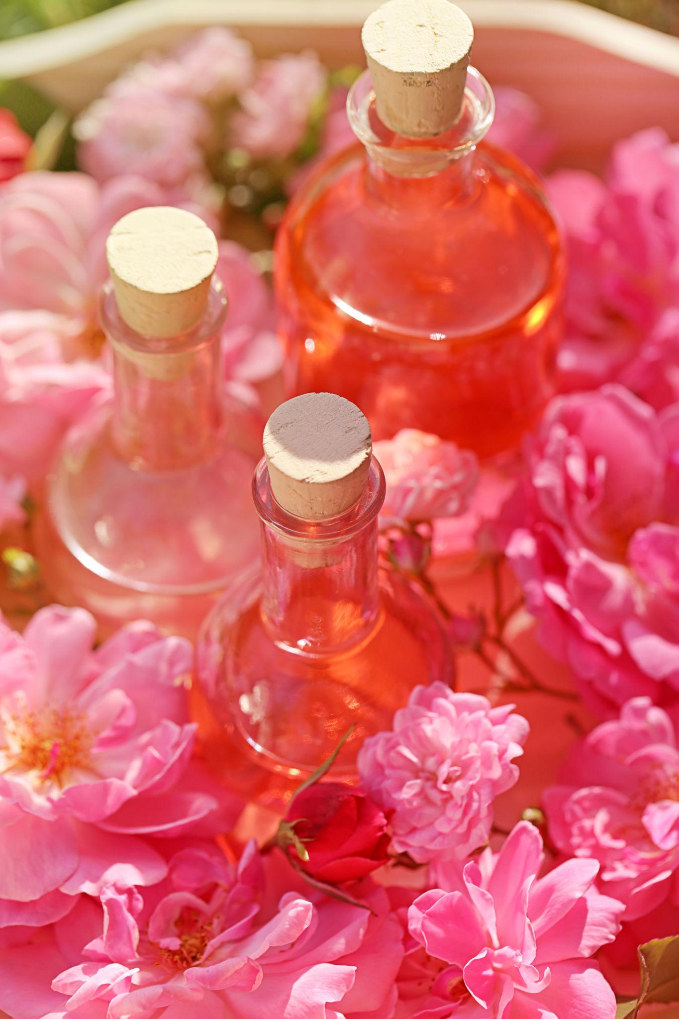 Rosa Mosqueta · COCOFACE